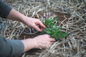 Comment choisir ses produits de phytothérapie ?
